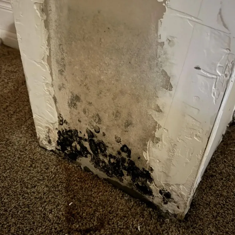 Professional Mold Removal in London, AR